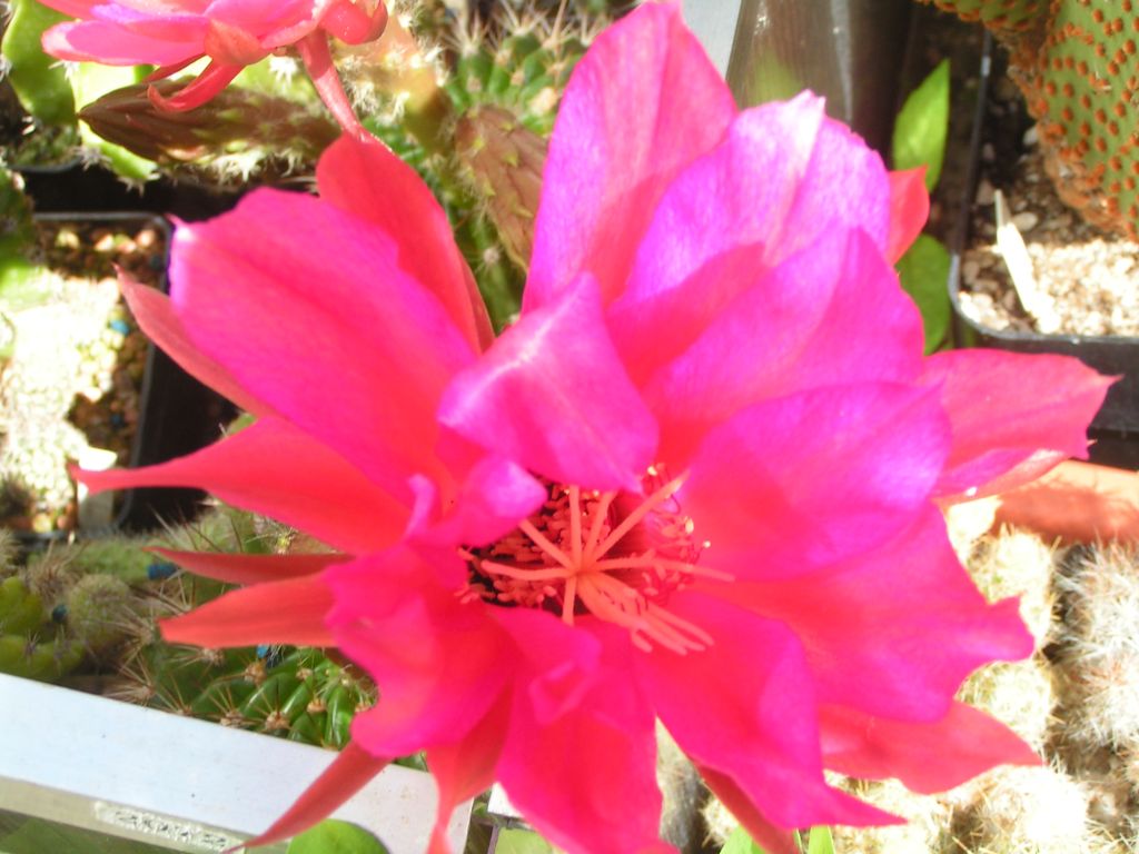 Echinopsis mammilosa v. kermesina